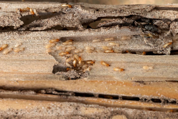 Best Termite Control Services  in Colstrip, MT